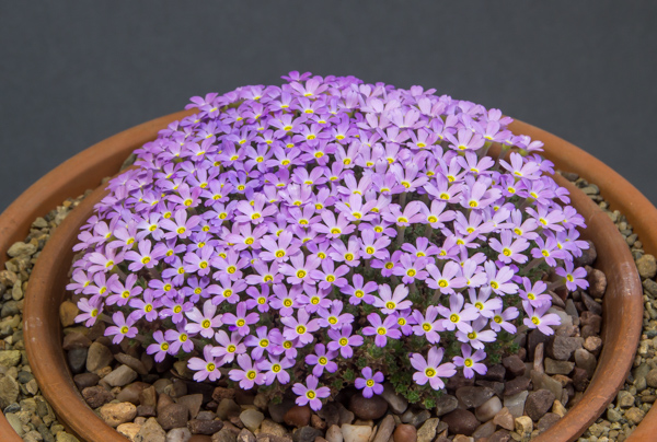 dionysia-khatamii-alpine-garden-society